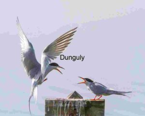 Vocal Exchange: Terns Interacting on Weathered Post Against Soft Sky