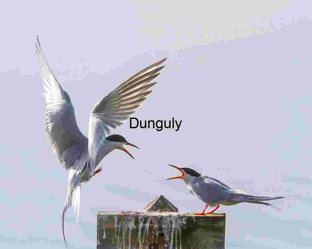 Vocal Exchange: Terns Interacting on Weathered Post Against Soft Sky