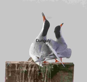 Perched Exchange: Terns Communicating on Weathered Post