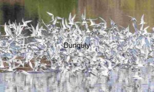 Flock in Flight: Terns Soaring Over Reflective Coastal Waters