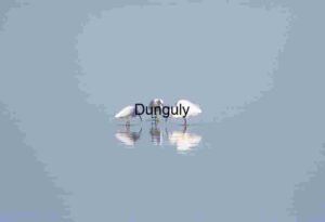 Tranquil Trio: White Birds Reflected in Shallow Waters