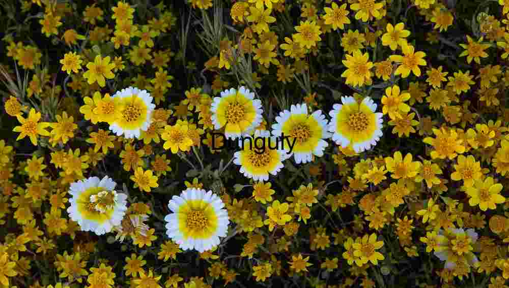 Petal Variations: Yellow and White Wildflowers in Bloom