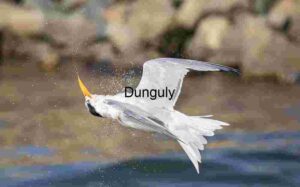 Mid-Flight Shake: Water Droplets in Motion