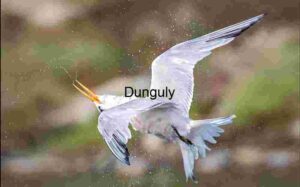 Aerial Shake: Bird in Flight with Water Droplets