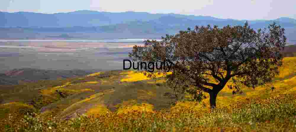 Solitary Tree Overlooking a Wildflower Valley