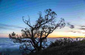 Silhouette at Dawn: Tree Above the Cloud Veil
