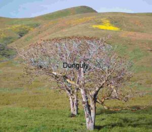 Seasonal Contrast: Leafless Trees Amid Blooming Hills
