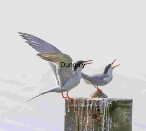 Tern Talk: Winged Dialogue on a Weathered Post