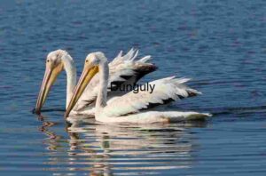 Reflections of Grace: Twin Pelicans on Tranquil Waters