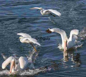 Splash and Soar: Pelicans and Egrets in Motion