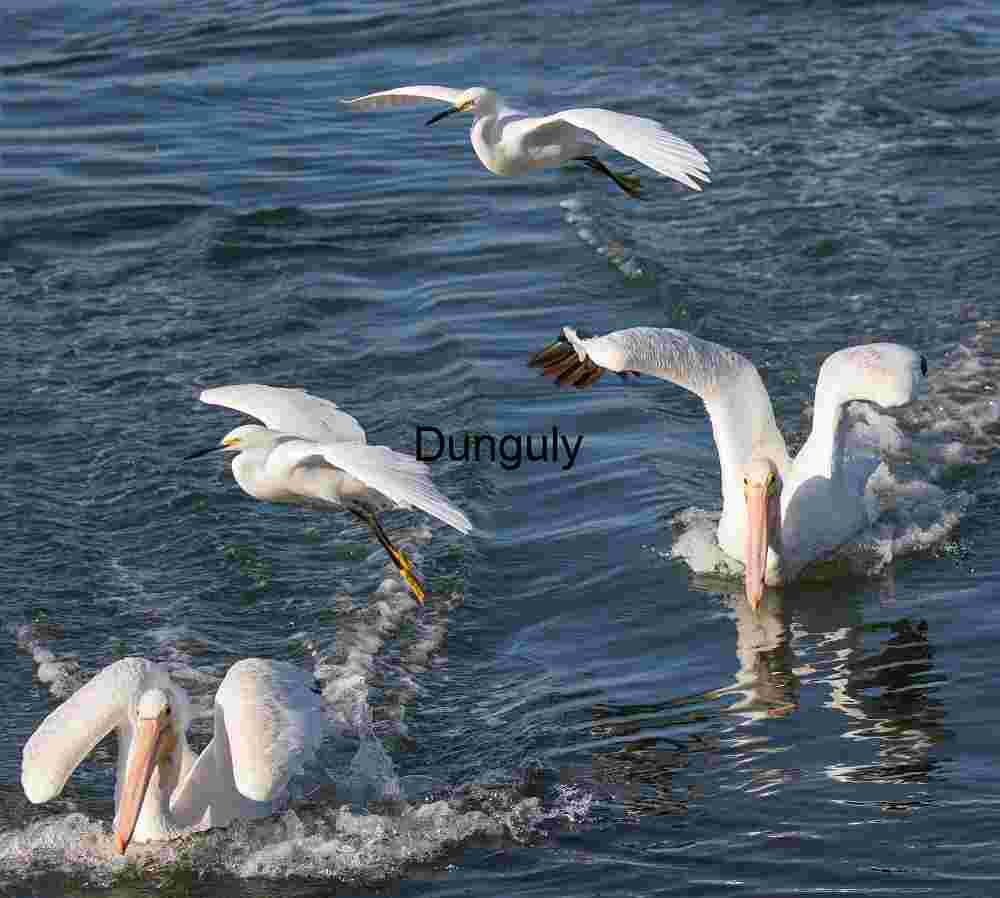 Splash and Soar: Pelicans and Egrets in Motion