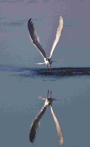 Tern in Flight Touches Water with Reflective Grace