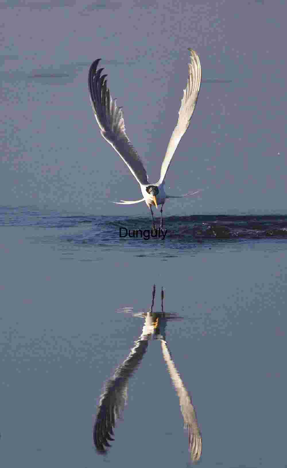 Tern in Flight Touches Water with Reflective Grace