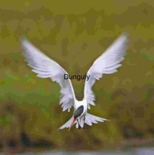 Hovering Elegance: White Bird in Mid-Flight Over Greenery