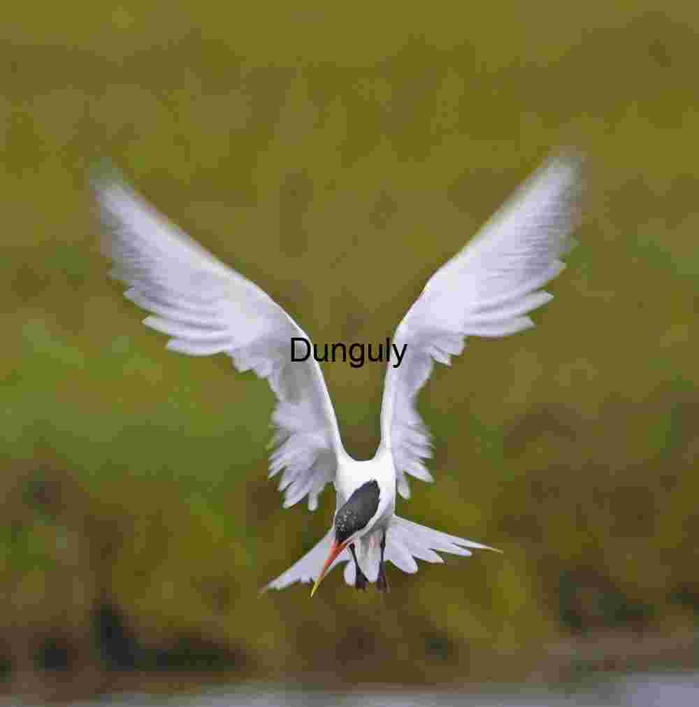 Hovering Elegance: White Bird in Mid-Flight Over Greenery