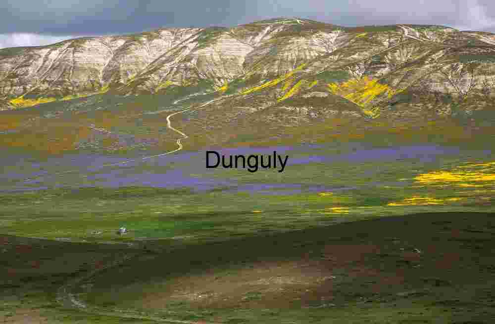 Wildflower Veins: A Path Through Painted Slopes