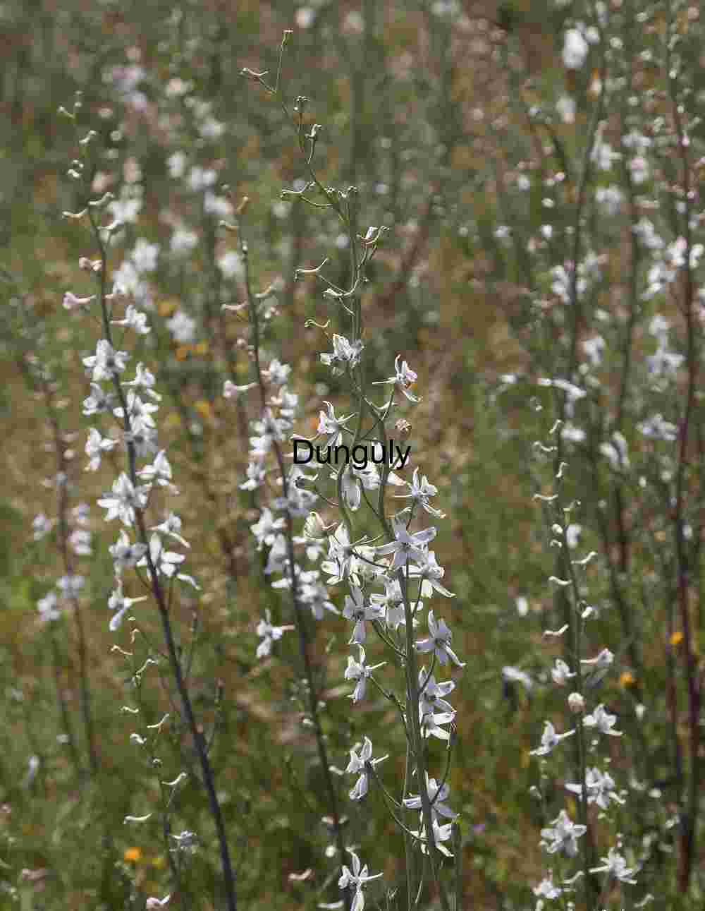 Whispers in White: Larkspurs in Bloom