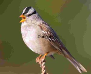 Call of the Perch: Songbird on Twisted Branch