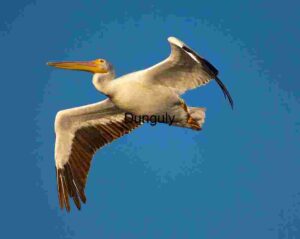 Skybound Majesty: Pelican in Full Wingspan