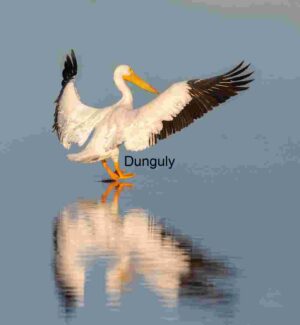 Wings of Reflection: Pelican Posing in Shallow Waters