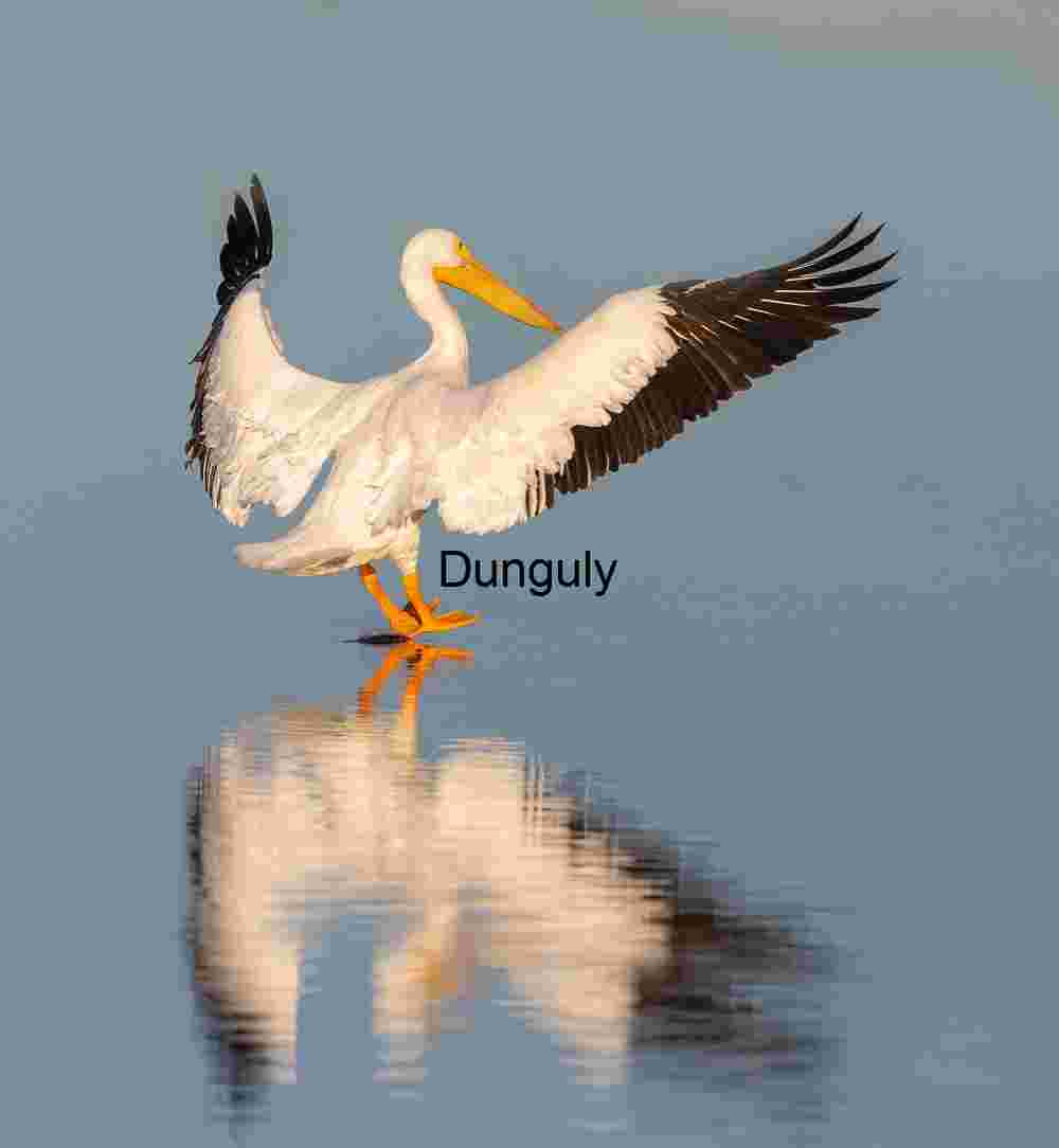 Wings of Reflection: Pelican Posing in Shallow Waters
