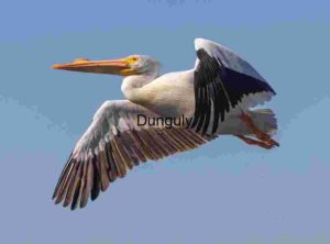 Winged Precision: Pelican in Flight Against Blue Sky