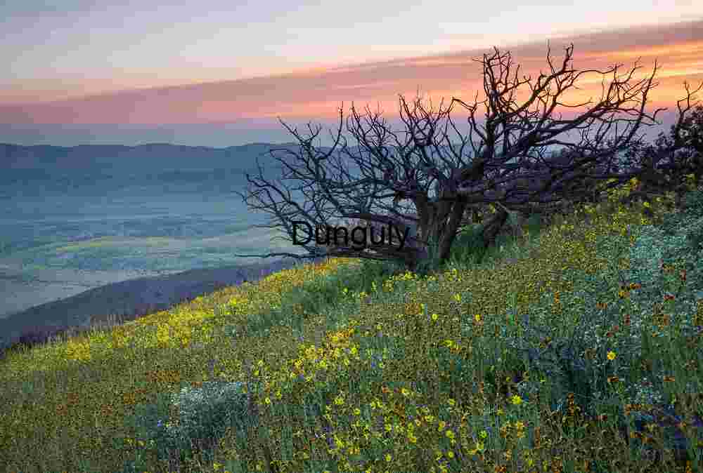 Twilight Bloom: Wildflowers Beneath a Dying Tree