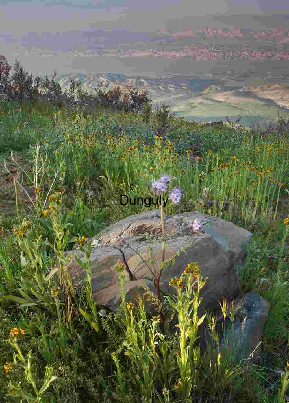 Rooted in Stone: Wildflowers Rising from Rock