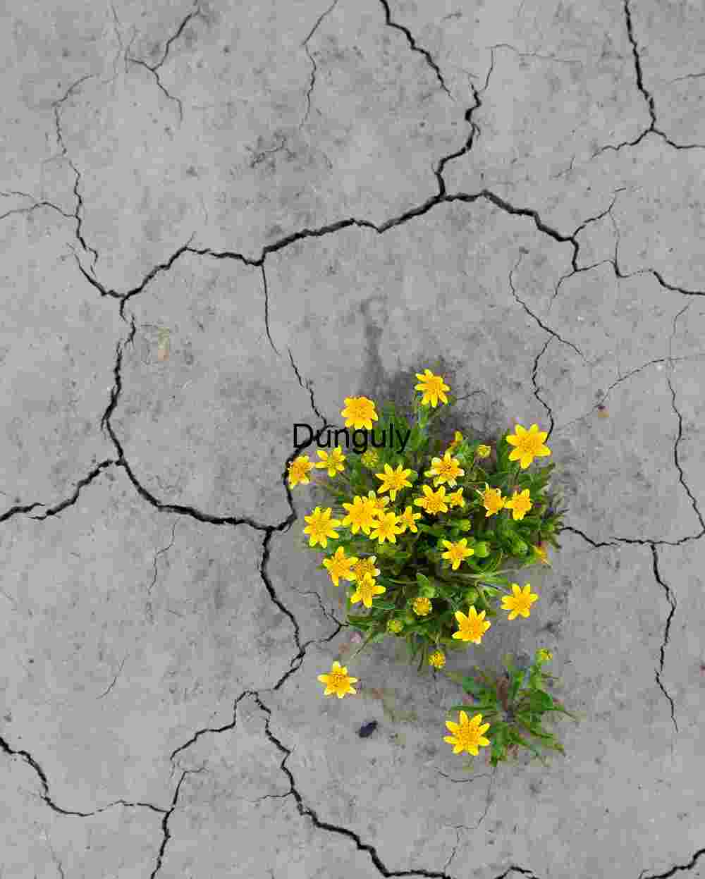 Cracks of Hope: Yellow Blooms in Parched Earth