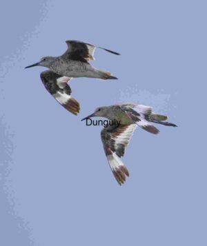 Two Shorebirds in Coordinated Flight Against Blue Sky