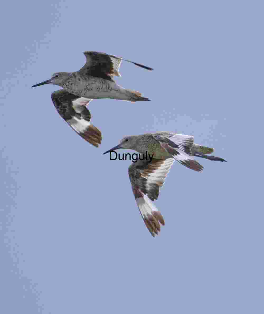 Two Shorebirds in Coordinated Flight Against Blue Sky