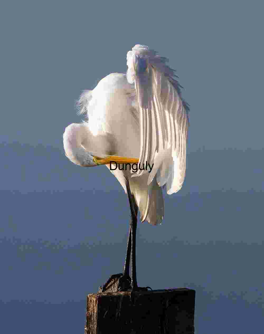 Feather Ritual: Egret Preening on Wooden Post