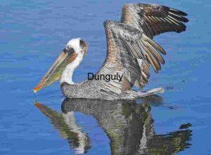 Floating Grace: Pelican Reflected in Still Waters