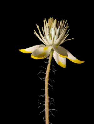 Singular Bloom: White Petals with Yellow Tips on Black