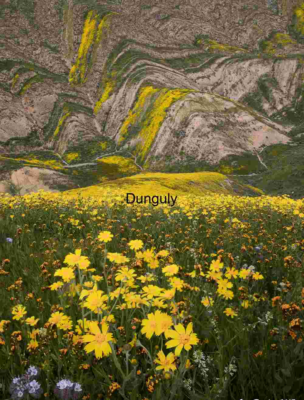 Floral Surge: Wildflowers Flowing Through Striated Hills