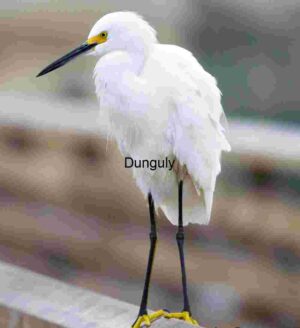 Snowy Egret Perched Gracefully on Wooden Railing