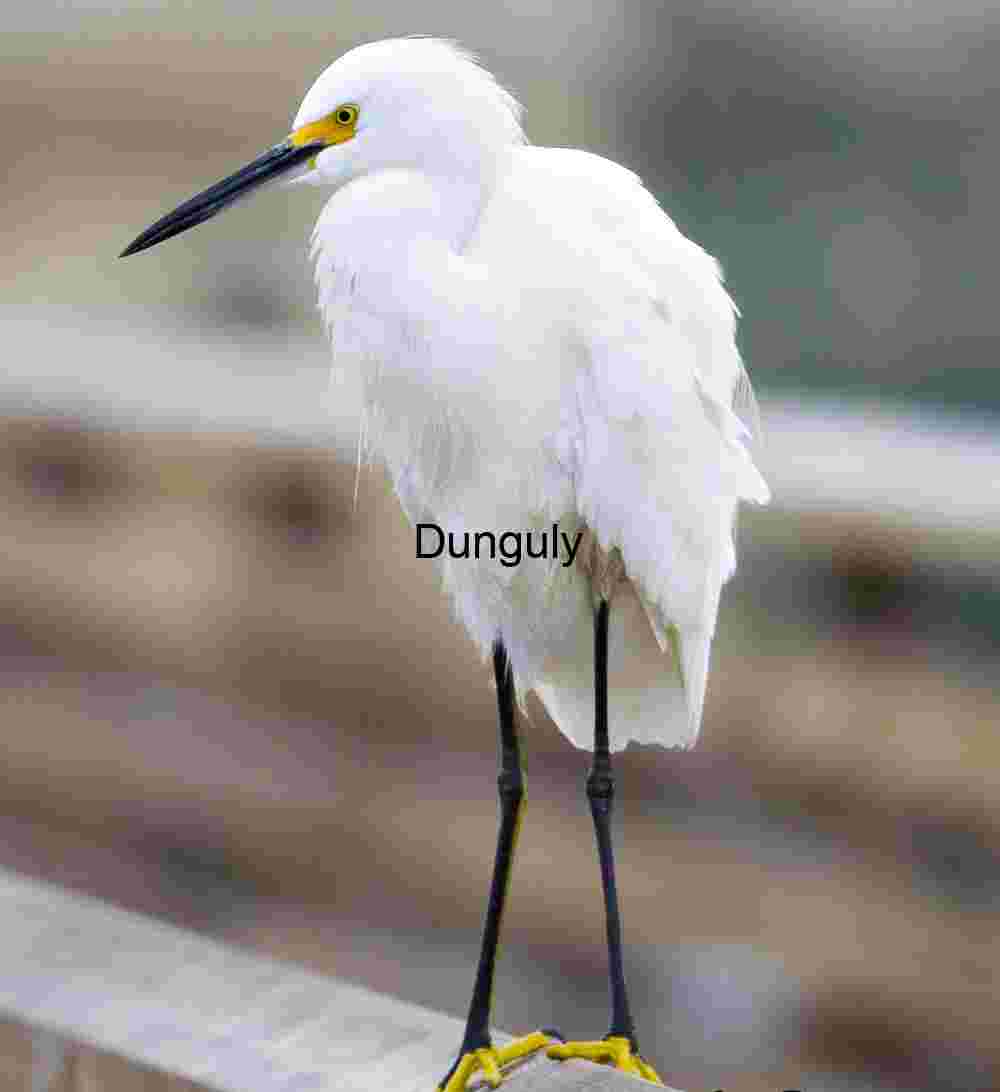 Snowy Egret Perched Gracefully on Wooden Railing
