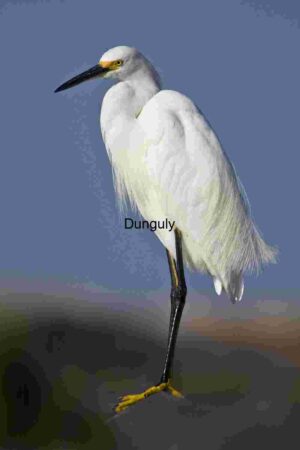 Grace in Stillness: Snowy Egret on One Leg