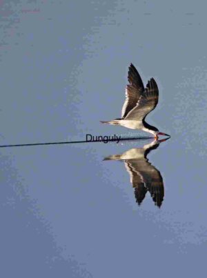 Bird Skimming Water with Precision and Grace