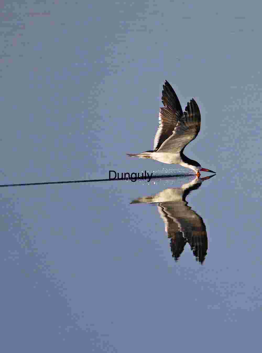 Bird Skimming Water with Precision and Grace