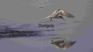 White Tern Skims Water Surface in Mid-Flight