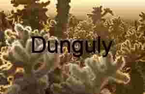 Golden Spines: Teddy Bear Cholla at Desert Sundown