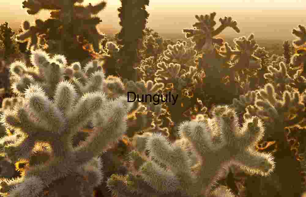 Golden Spines: Teddy Bear Cholla at Desert Sundown