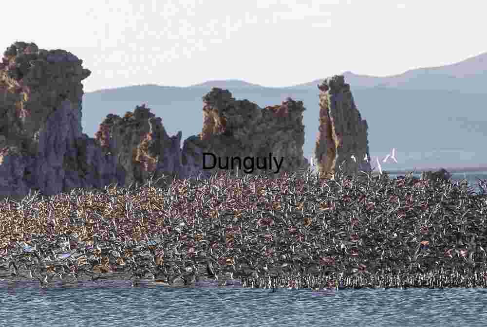 Surge in the Sky: Migratory Flock Over Mono Lake Tufa