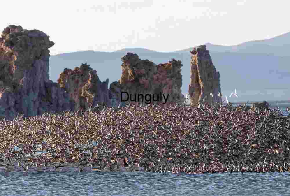 Sky Pulse: Flock in Flight Over Stone and Water