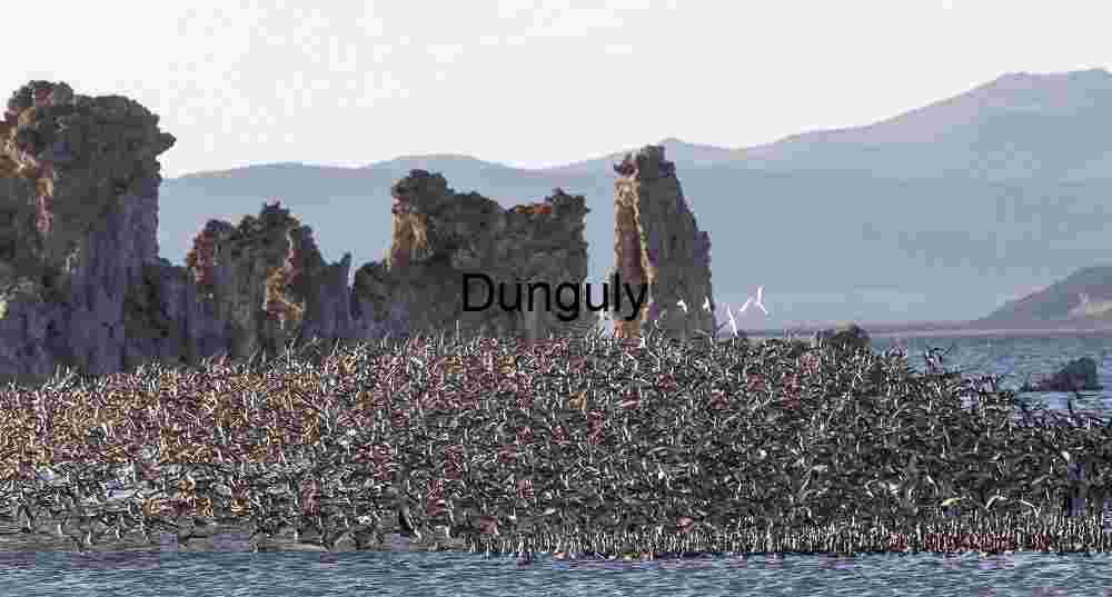 Flight Over Stone: Migratory Birds and Mono Lake Tufa