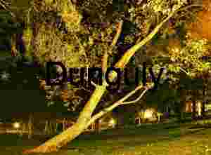 Leaning Tree Under Streetlights in City Park at Night