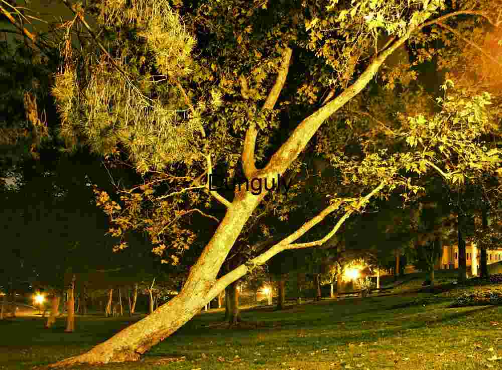 Leaning Tree Under Streetlights in City Park at Night