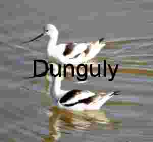 American Avocets Wading in Shallow Water