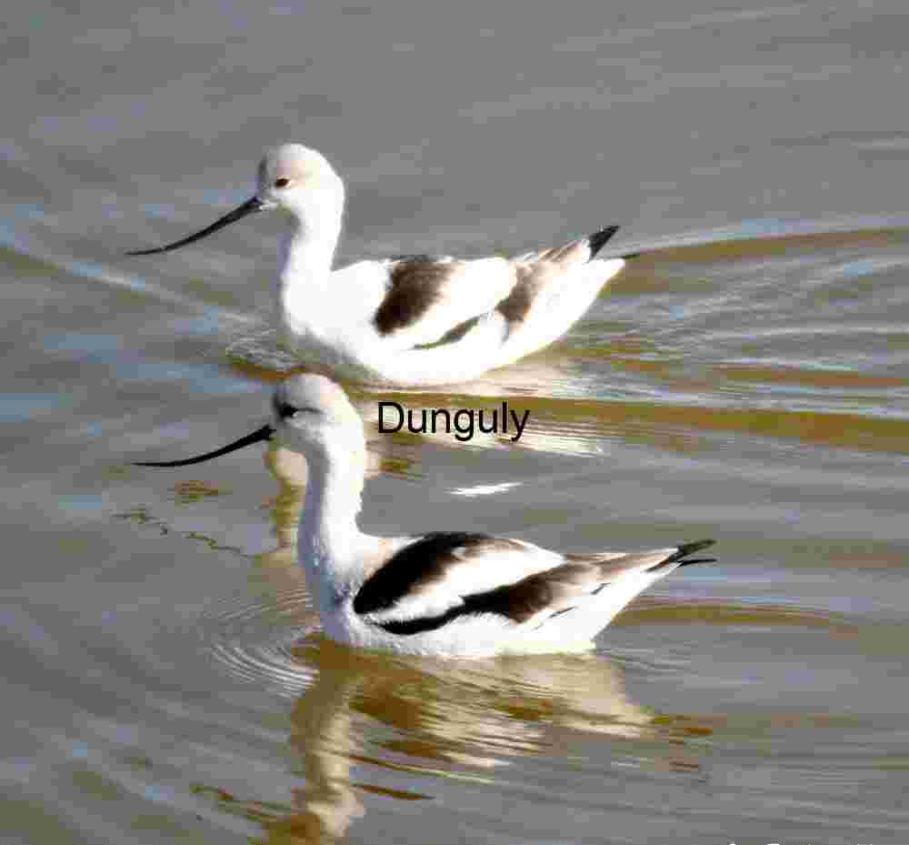 American Avocets Wading in Shallow Water